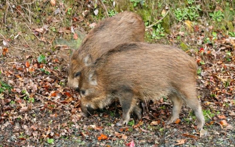 渡良瀬川で野性の猪が餌を巡り大暴れ