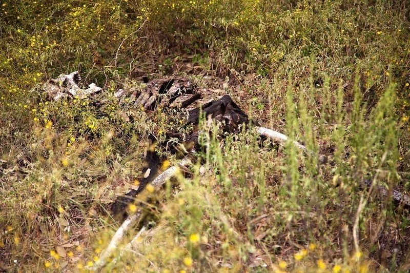 大分県別府市浜脇の山林で白骨化した女性らしき遺体