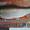 大分県日田市の三隈川で落ち鮎の超巨大アユが刺し網で捕獲