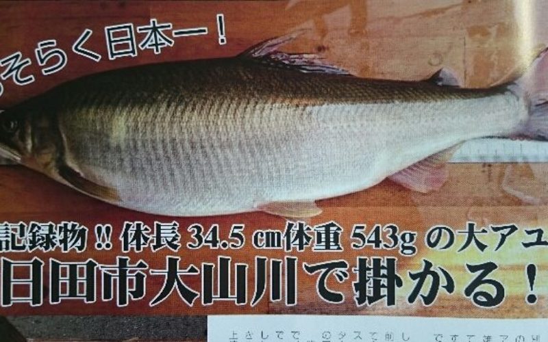 大分県日田市の三隈川で落ち鮎の超巨大アユが刺し網で捕獲