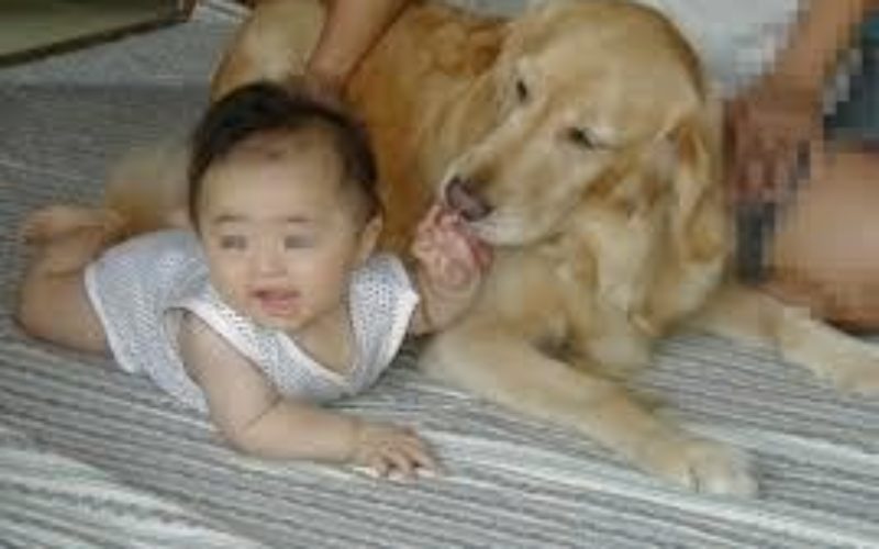 飼い犬のゴールデンレトリバーが生後10ヶ月の女児を噛み殺す事件