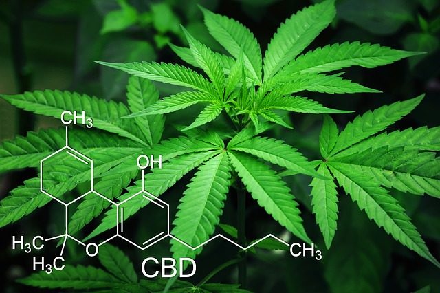 専門家が警鐘を鳴らす大麻は幻覚や幻聴を起こす覚醒剤と同じ薬物