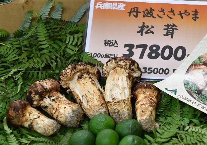 家庭にはちょっと贅沢な松茸が初入荷兵庫県の丹波産100グラム3万円超