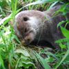 長崎県対馬で発見されているカワウソは国外産かニホンカワウソは絶滅