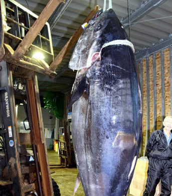 青森県大間町で399キロの巨大なクロマグロが水揚げされているた