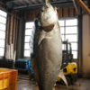 青森県大間町で重さが399キロの巨大なクロマグロが水揚げされた