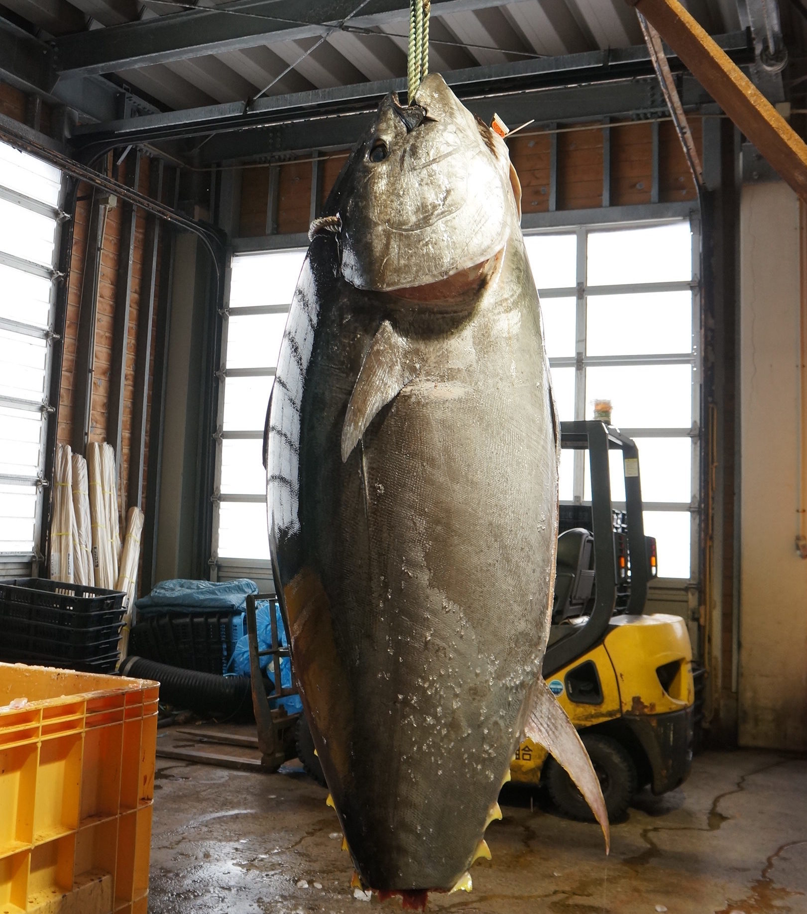 青森県大間町で重さが399キロの巨大なクロマグロが水揚げされた