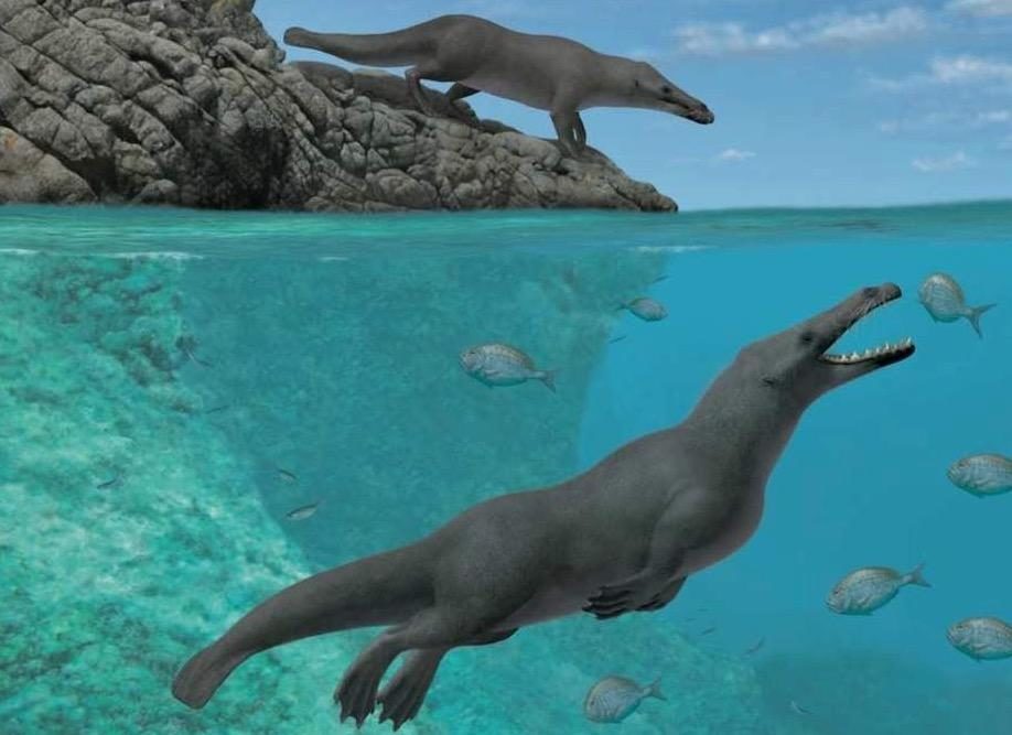 4260万年前にクジラが4本足で歩いていた痕跡が発見される