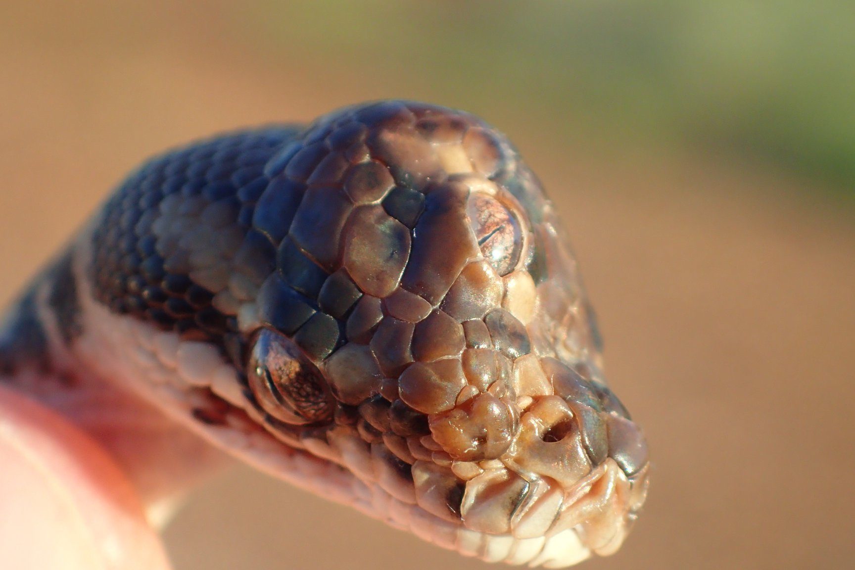 オーストラリアで三つ目のあるニシキヘビを発見