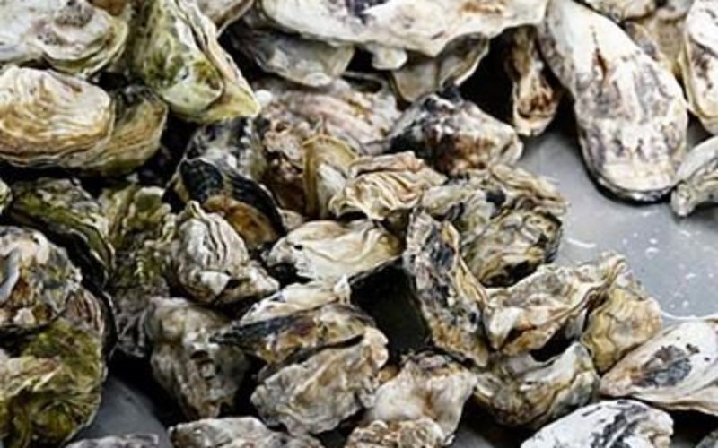 淡路島の海域で牡蠣を密猟していた水産業の男らを逮捕