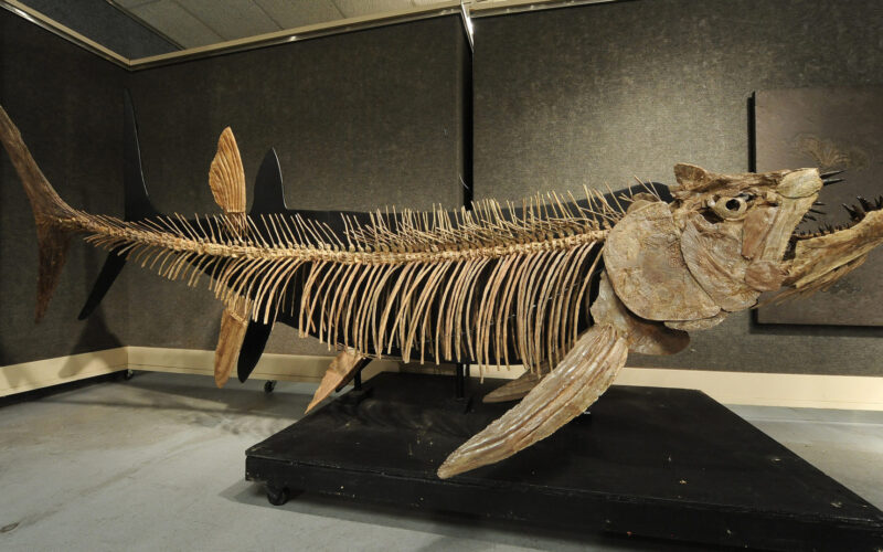 アルゼンチン南部のパタゴニアで全長6メートルの巨大魚の化石を発見