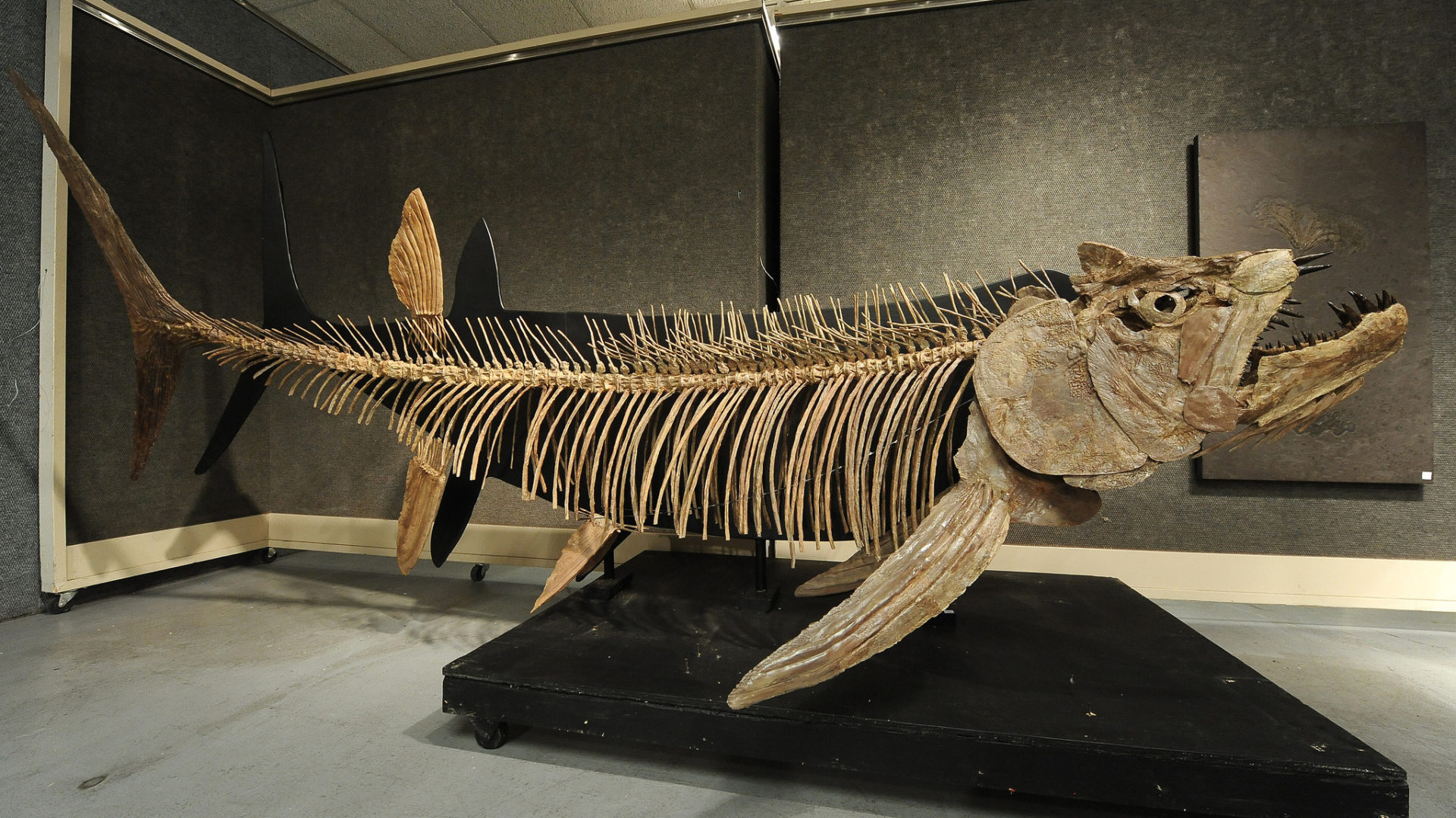 アルゼンチン南部のパタゴニアで全長6メートルの巨大魚の化石を発見