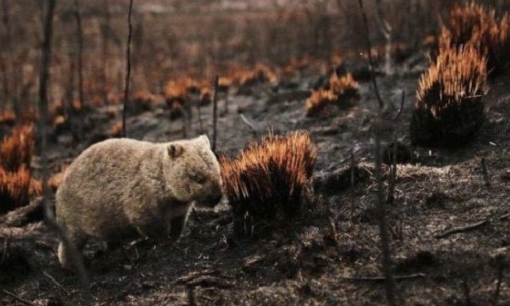 豪州の森林火災に巻き込まれた野生動物が30億匹焼死する被害