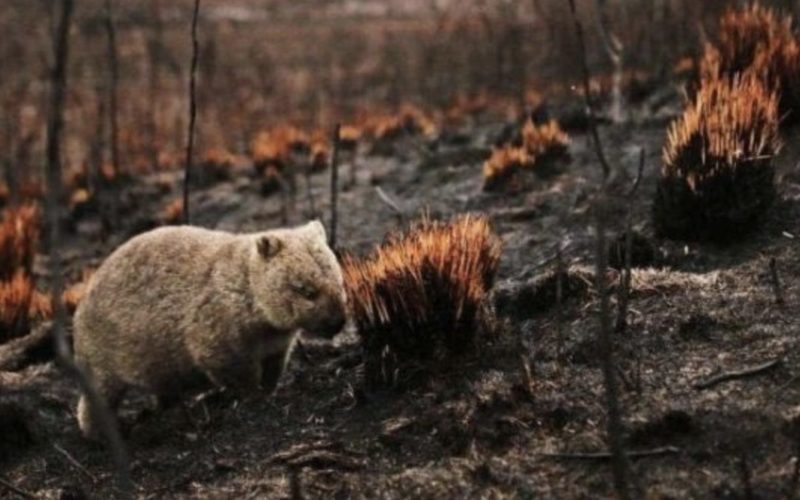 豪州の森林火災に巻き込まれた野生動物が30億匹焼死する被害