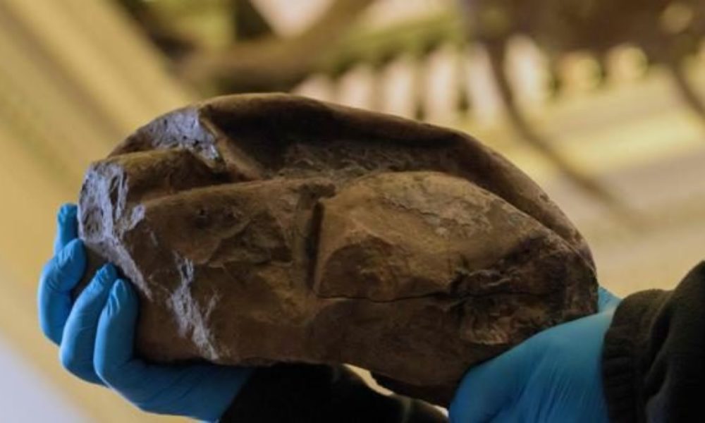 南極大陸で6800万年前に生息していた大型爬虫類の卵の化石を発見