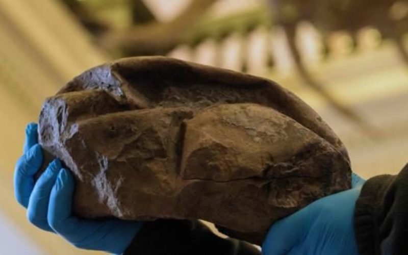 南極大陸で6800万年前に生息していた大型爬虫類の卵の化石を発見
