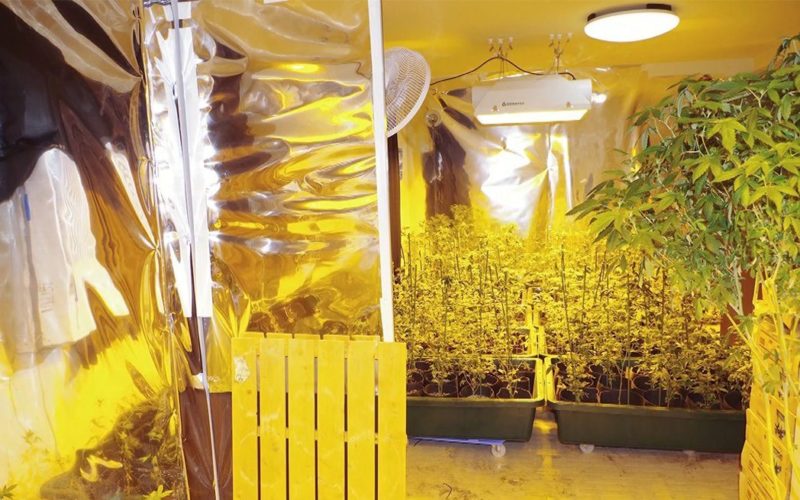マンションで大麻を栽培して密輸していた元国税局の職員らを逮捕