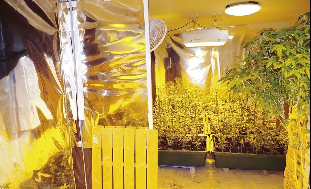 マンションで大麻を栽培して密輸していた元国税局の職員らを逮捕