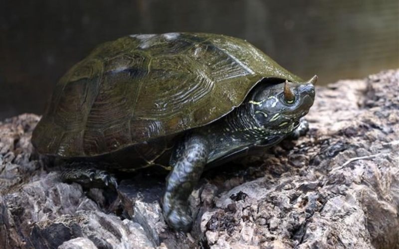 静岡県の動物園で角の生えたクサガメが公開され話題を呼んでいる