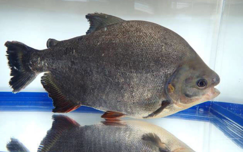 京都府八幡市の木津川で外来魚の怪魚レッドコロソマを捕獲