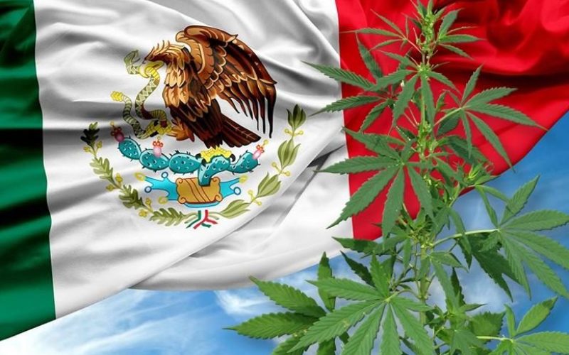 メキシコで大麻の合法化に向けて議論され賛成多数で法案を可決
