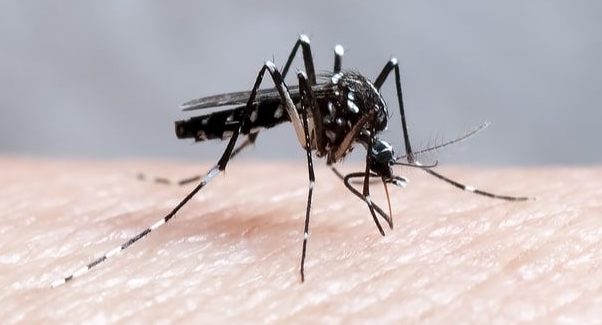 世界保健機関がマラリアに感染した死者が世界で40万人を超えたことを警告