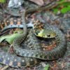 自分からは攻撃をしない蛇のヤマカガシは猛毒を持つ毒蛇