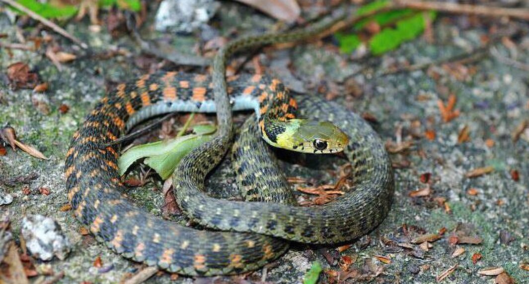 自分からは攻撃をしない蛇のヤマカガシは猛毒を持つ毒蛇