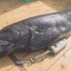 静岡県沖にある駿河湾で全長が1メートルを超える深海魚が発見される