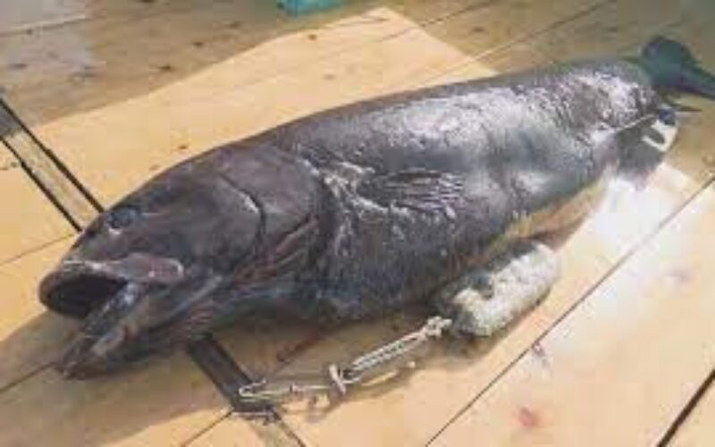 静岡県沖にある駿河湾で全長が1メートルを超える深海魚が発見される