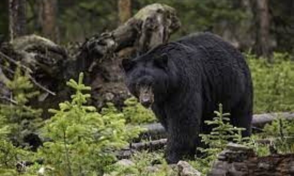 北海道で山菜採り夫婦が熊に出くわして襲われ男性死亡