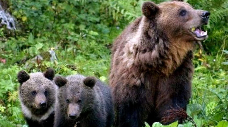 米国のコロラド州で野生の熊が人を襲って食べた後の痕跡の遺体