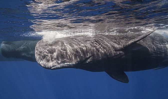 クジラの死骸から取り出された結石が1億6000万円の値段