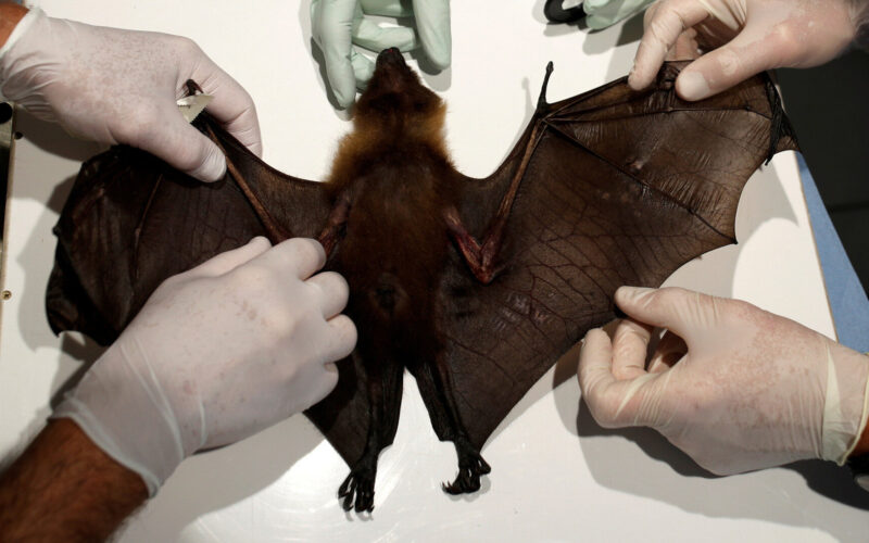 新型コロナウイルスの発症起源とみられる中国武漢研究所の疑惑
