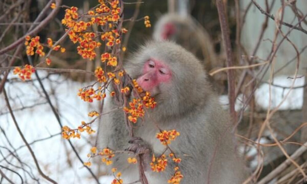 猿から人へと感染するウイルス菌が中国と米国で確認され拡大の懸念