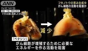 フキノトウに含まれる成分ががん細胞の増殖と転移を有効に抑える効果