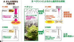 フキノトウに含まれる成分ががん細胞の増殖と転移を有効に抑える効果