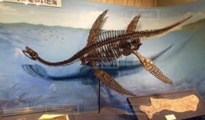 米国西部のネバダ州で2億4600万年前に生息していた巨大な魚竜の化石