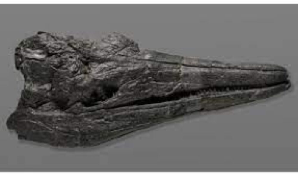 米国西部のネバダ州で2億4600万年前に生息していた巨大な魚竜の化石