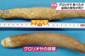 宮崎県で山芋に良く似たグロリオサの球根を食べた男性が死亡
