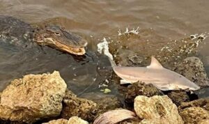 米国のフロリダ州中部にあるセントルーシー川の河口でサメが大型のワニに追われている光景