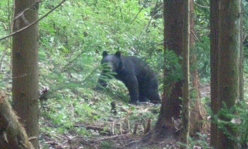 山梨県富士吉田市で熊の駆除にあたっていた猟友会が反対に襲撃され重傷