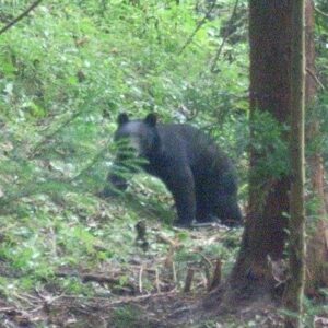 山梨県富士吉田市で熊の駆除にあたっていた猟友会が反対に襲撃され重傷