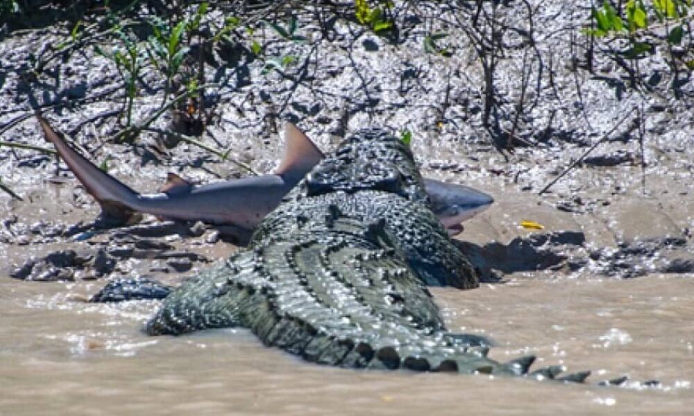 米国のフロリダ州中部にあるセントルーシー川の河口でサメが大型のワニに追われている光景