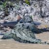 米国のフロリダ州中部にあるセントルーシー川の河口でサメが大型のワニに追われている光景