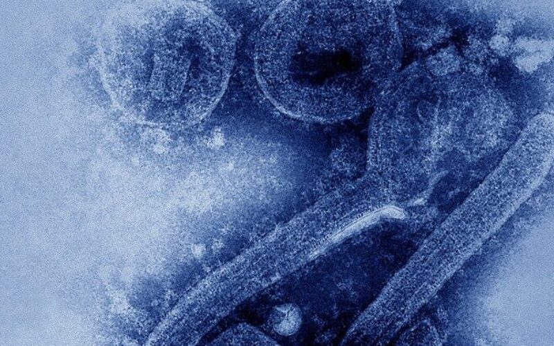 西アフリカのガーナで致死率の高いマールブルグ・ウイルスに罹り2人が死亡1