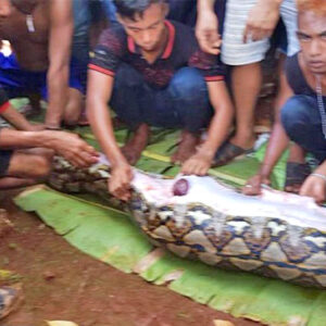 インドネシアで行方不明となった女性がニシキヘビに飲み込まれていた遺体