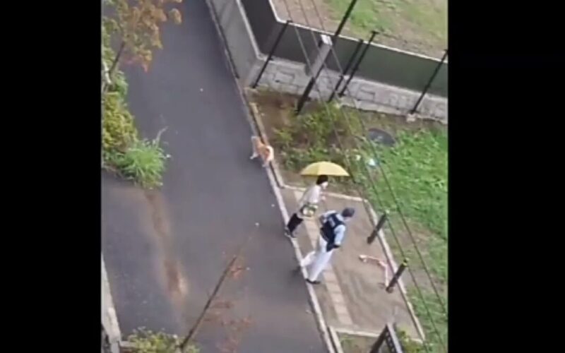千葉県松戸市に住む7歳の女の子が公園に出かけ消息不明になったその後の進展