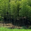 岐阜県各務ヶ原市にある竹林の雑木林で一部が白骨化した身元の不明な男性の遺体