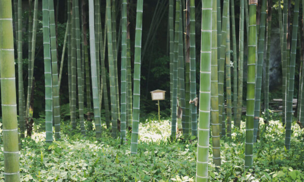岐阜県各務ヶ原市にある竹林で白骨遺体が発見された身元が判明